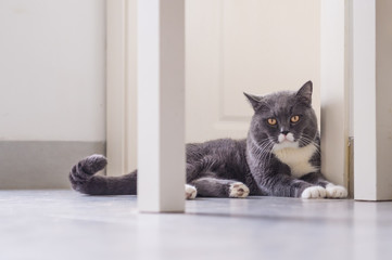 Gray British shorthair cats, indoors