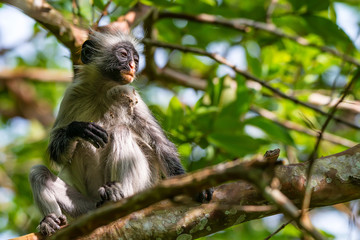 Zanzibar red colobus or Procolobus kirkii