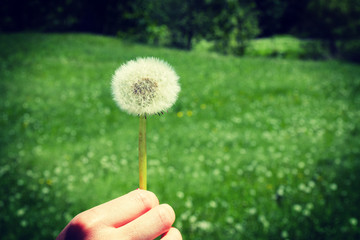 Woman holds a dandelion and blows on it. Woman hand holding a dandelion against the green meadow. Vignette, hight contrast