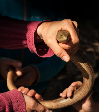 Sheltopusik captured and held ba four hands