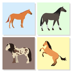 Horse pony stallion isolated different breeds color farm equestrian animal characters vector illustration.