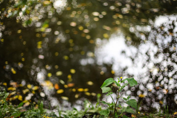 пруд в осеннем лесу 