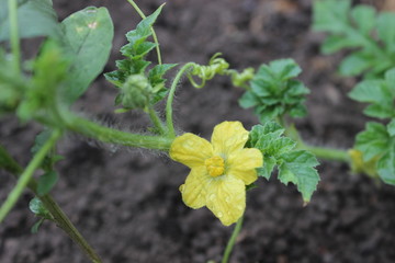 Yellow tomato flower