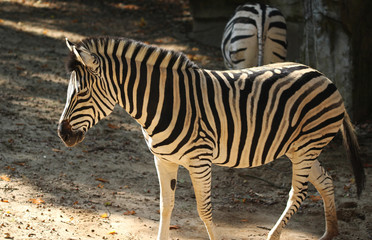 Fototapeta premium Chapman's zebra (Equus quagga chapmani)