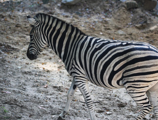 Fototapeta na wymiar Chapman's zebra (Equus quagga chapmani)