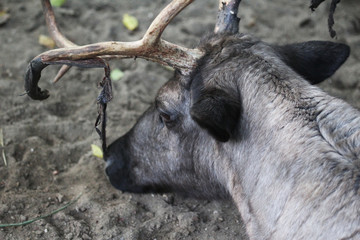 Fototapeta premium reindeer