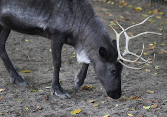 reindeer