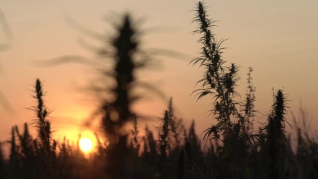 Slow motion wide shot of marijuana field in the amazing sunset background.