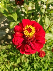 Obraz premium zinnia flower head