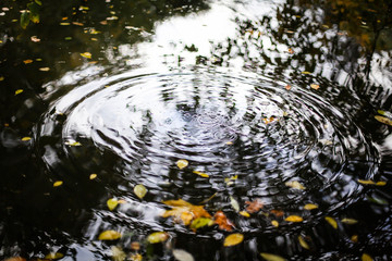 круги на воде на пруду в осеннем лесу