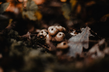 Pilze auf Waldboden im Herbst