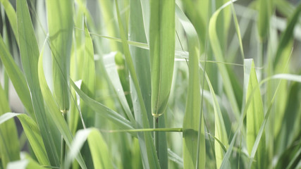 Close up of leaves of immature corn. Immature corn plant with green leafs. Leaves of immature corn