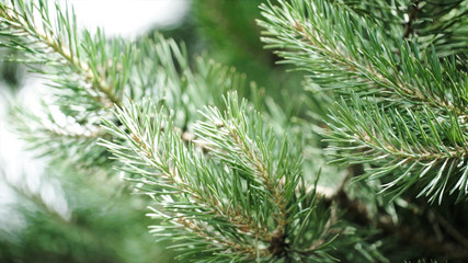 Fototapeta na wymiar Green prickly branches of a fur-tree or pine. Nice fir branches. Close up. Bright evergreen fresh pine tree green needles branches. New fir-tree needles, conifer