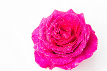 Rose flower. White background. 