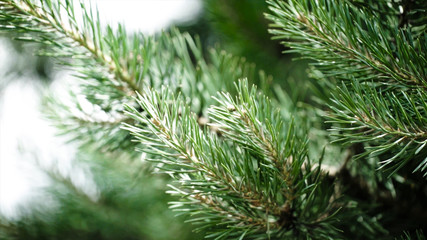 Green prickly branches of a fur-tree or pine. Nice fir branches. Close up. Bright evergreen fresh pine tree green needles branches. New fir-tree needles, conifer