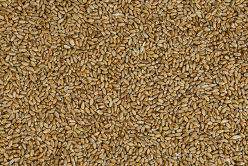 Wheat, cereals,seed
