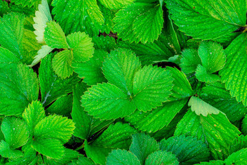 Strawberry leaves, leaves, foliage