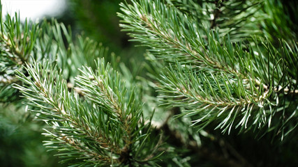 Green prickly branches of a fur-tree or pine. Nice fir branches. Close up. Bright evergreen fresh pine tree green needles branches. New fir-tree needles, conifer