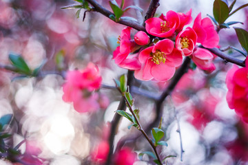 Red Cherry Blossom tree with nature background. A cherry blossom is the flower of any of several trees of genus Prunus, particularly the Japanese cherry.