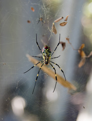 A silk spider on the web.