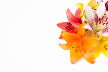 A bouquet of lilies. White background. Beautiful flowers. 