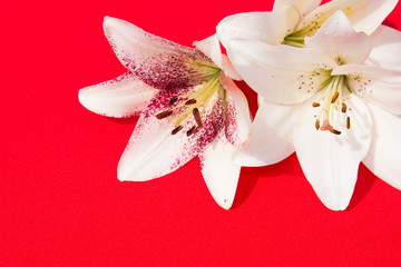 A bouquet of lilies. Red background. Beautiful flowers. 