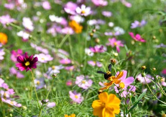 コスモスとクマンバチとコピースペース
