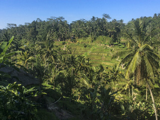 Fototapeta na wymiar Tegallalang Rice Terraces - Bali, Indonesia