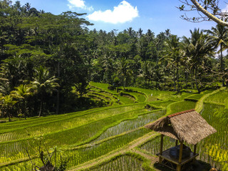 Rice Terasse in Gunung Kawi - Bali, Indonesia