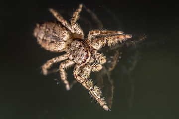 walking on glas (no challange for a spider)