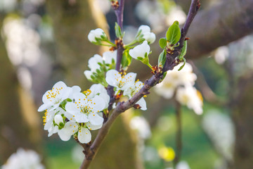 Blossoming tree brunch with white flowers on bokeh green background