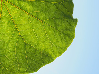 Naklejka na ściany i meble Saubere Luft: Grünes Blatt eines Baumes