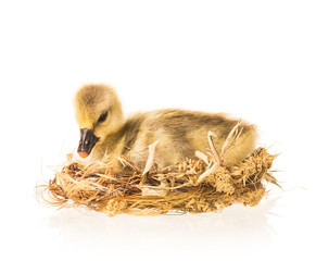 Cute little gosling