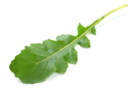 green fresh rucola leaves isolated on white background. Rocket salad or arugula