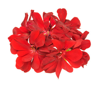 Bright red geranium