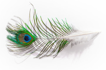 Bird feather peacock closeup isolated on white background