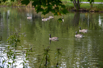 Geese in lake