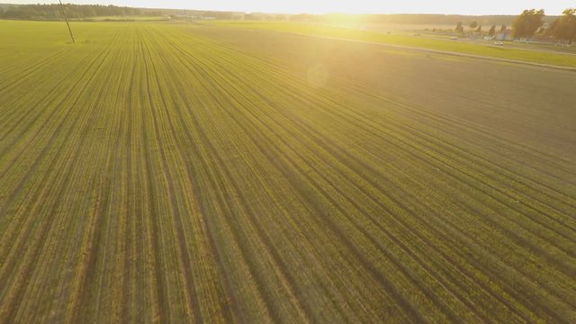 Young crops of wheat. Winter cereals. Green field of the ascending wheat at sunset. Aerial view.
