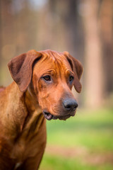 Rhodesian Ridgeback