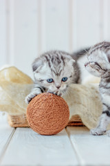 Fototapeta na wymiar Young adorable kitten plays with ball of yarn