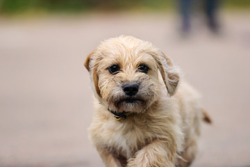 Dachshund dog running