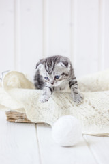 Young adorable kitten sitting in a basket.