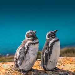 Poster Magellanic penguins guarding their nest, peninsula Valdes, Patagonia © neurobite