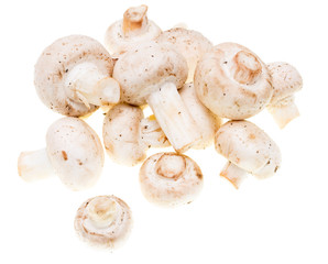 Mushrooms champignons on a white background