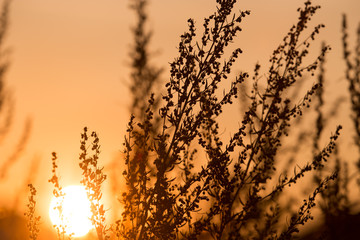dry grass on the golden sunset as background