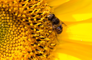 a bee on a yellow sunflower in nature