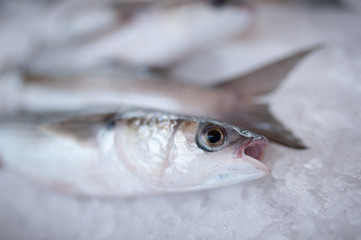 Mulet fraichement pêché