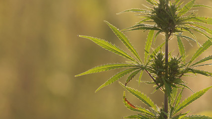 Close-up shot of marijuana at the sunset background.