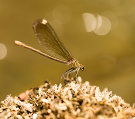 dragonfly in the park in nature