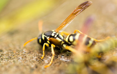 a wasp on the ground is drinking water